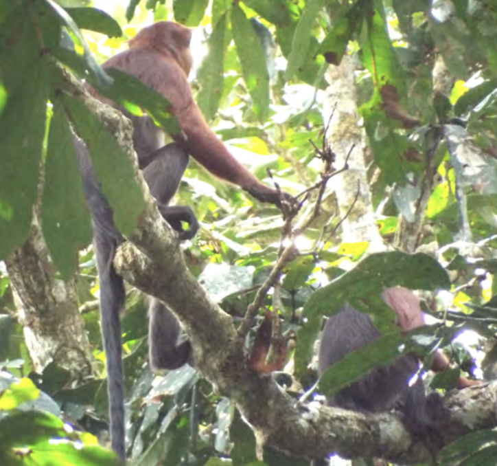 Two Kisangani Red Colobus sitting in a tree