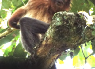 A Kisangani Red Colobus sitting in a tree