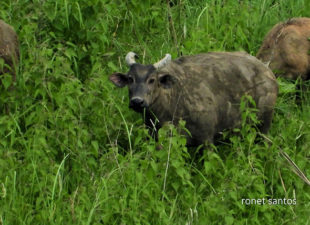 The Critically Endangered Tamaraws are endemic to the island of Mindoro