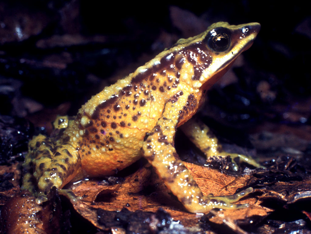 Merida Harlequin toad. A yellow toad with brown spots.