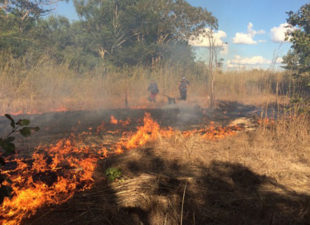 Controlled burn ahead of fire season.