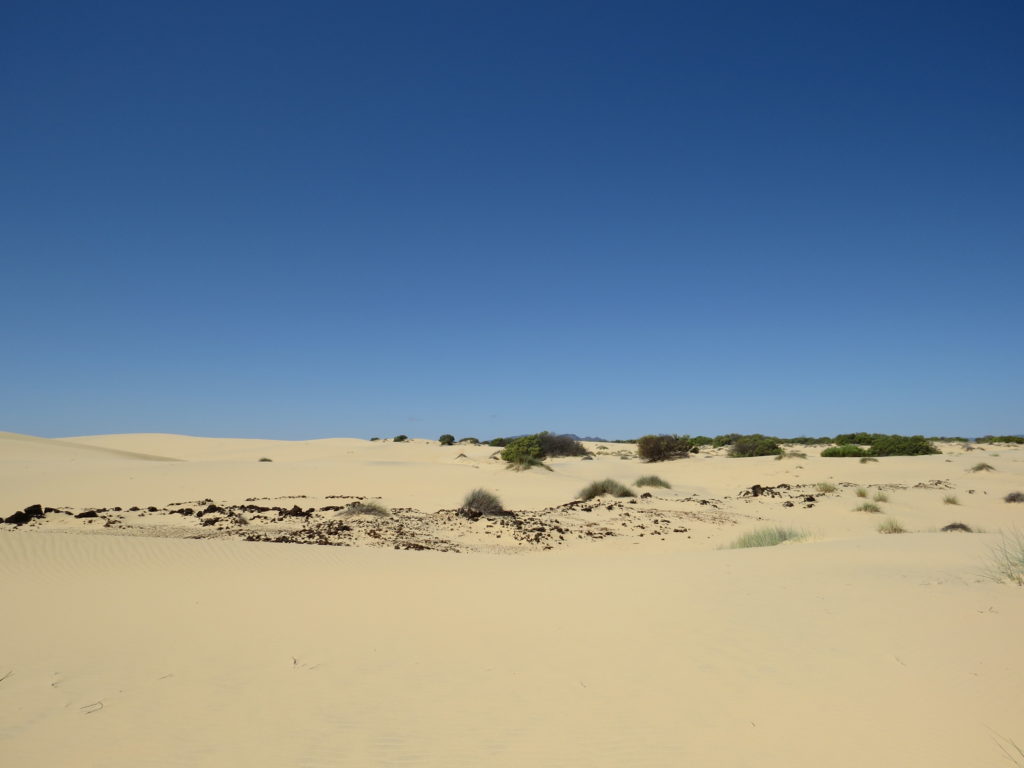 Dune habitat in South Africa where scientists are looking for the Golden Mole.