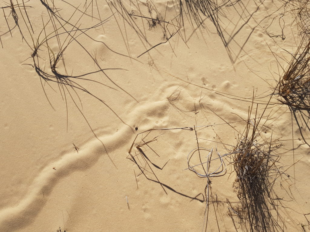 Tunnels in the sand created by Golden Moles