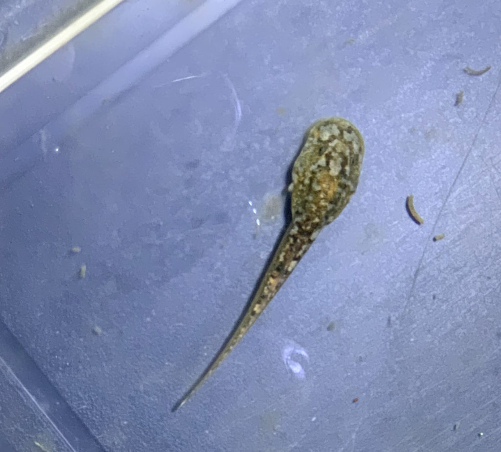 A tadpole.