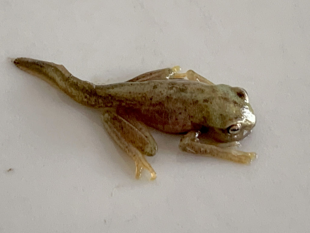 Jahn's Tree Frog metamorph. No longer a swimming tadpole, it now has legs like a frog and a tail.