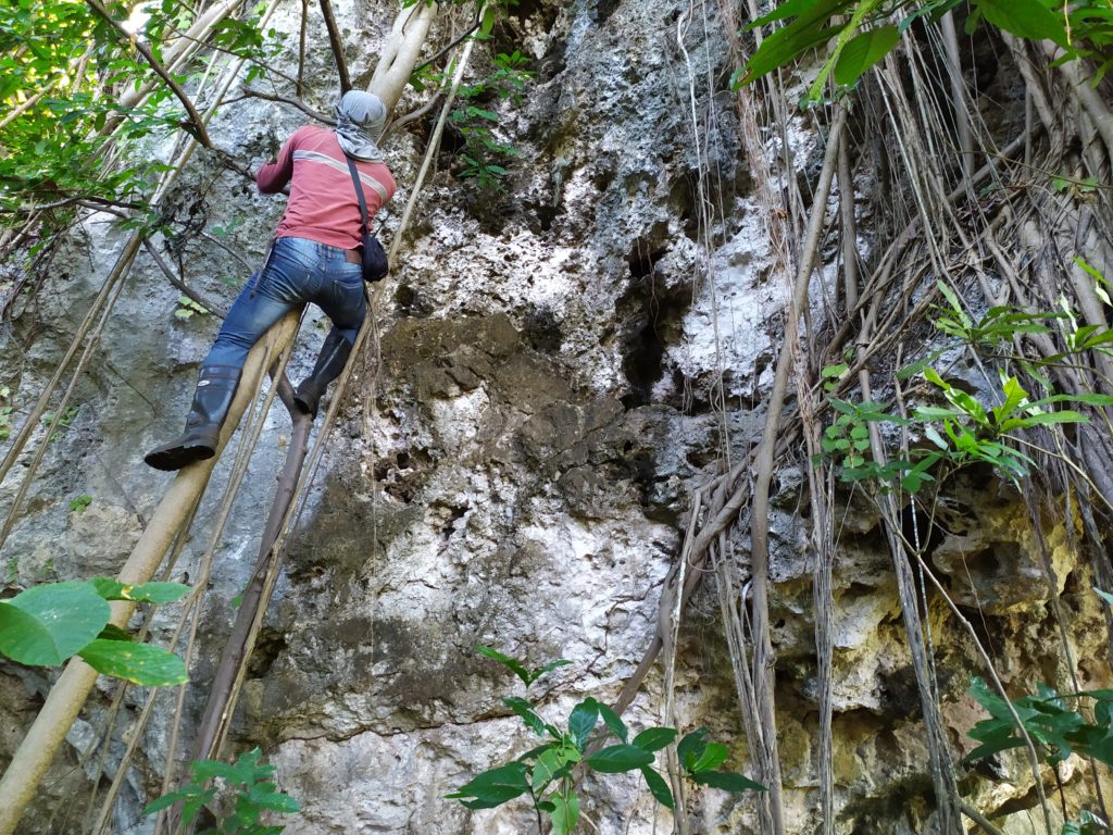 Scaling trees and rocky areas in