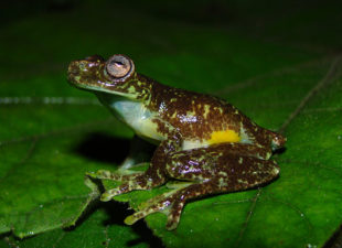 A brown and green frog sitting on a leaf