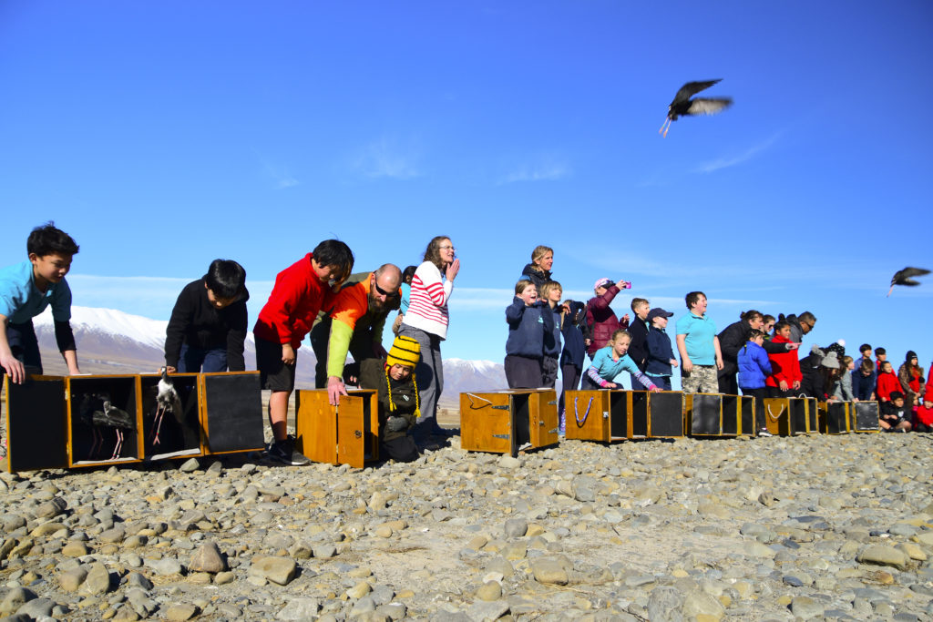 Kaki being released to the wild in Godley Valley by classes from Twizel Area, Arowhenua and Tekapo schools.