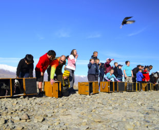 Kaki being released to the wild in Godley Valley by classes from Twizel Area, Arowhenua and Tekapo schools.