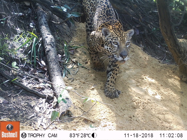A camera trap photo of a jaguar.