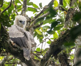 Harpy Eagle