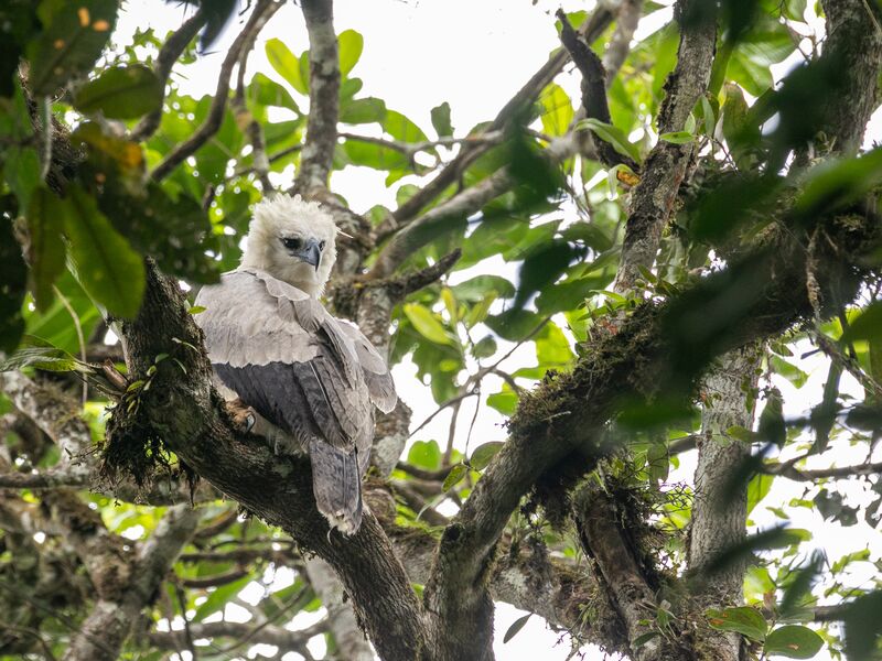 Harpy Eagle in a tree