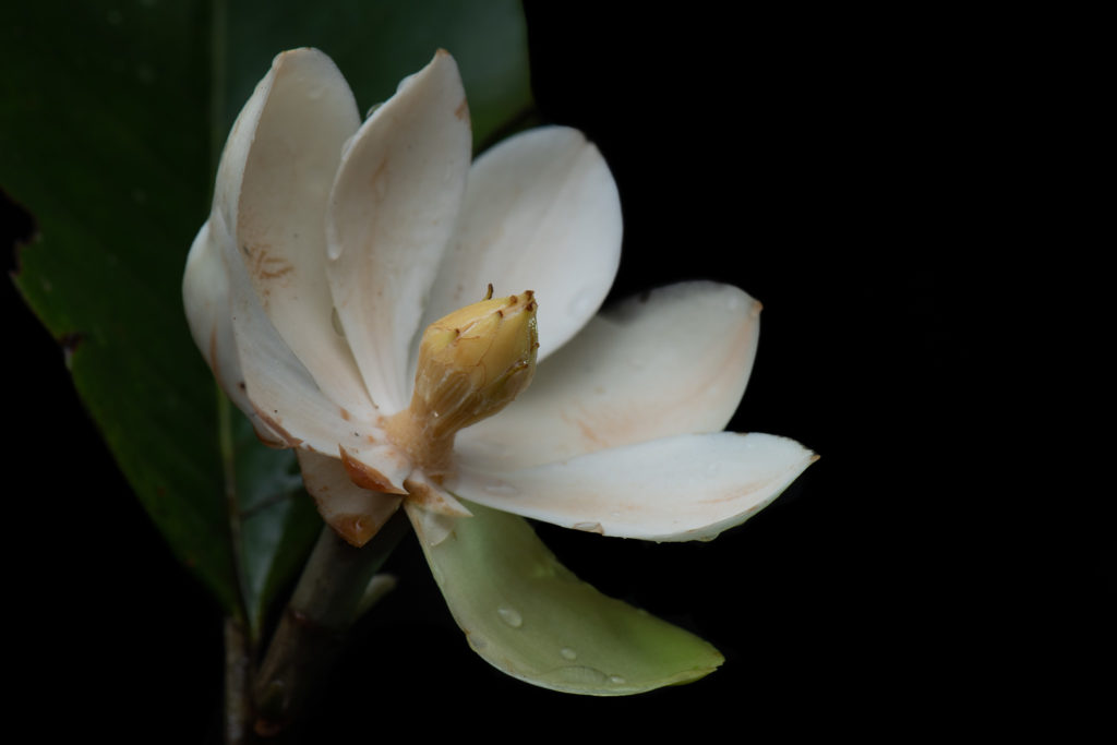 A white magnolia flower with seven petals opened