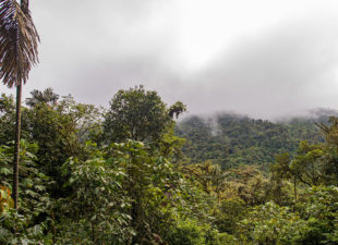 Cloud forest of Manduriacu Reserve in Ecuador
