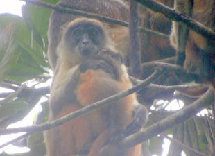 Niger Delta red colobus sitting in a tree holding a baby, surrounded by other members of the group.