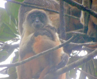 Niger Delta red colobus sitting in a tree holding a baby, surrounded by other members of the group.