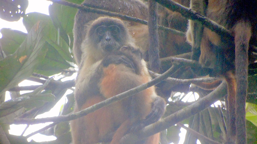 Niger Delta red colobus sitting in a tree holding a baby, surrounded by other members of the group.