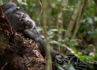 Western Chimpanzee lying against a tree trunk with an arm extended.