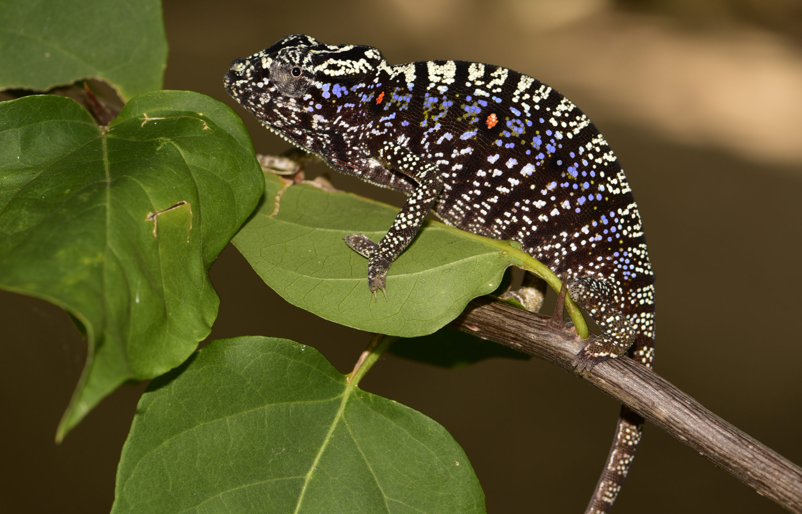 FOUND: Rediscovery of Lost Chameleon Reveals Reptile's (Spectacular) True  Colors - Global Wildlife Conservation
