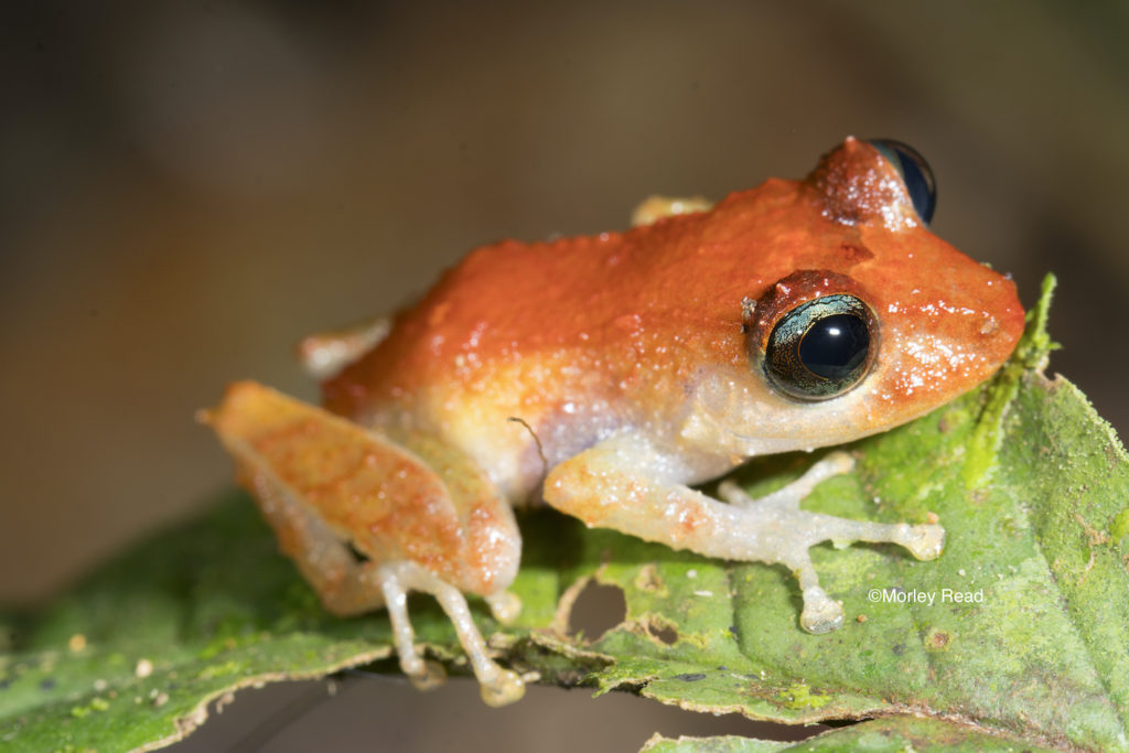 A tiny frog with an orange back, pale orange legs and white belly sitting on a leaf.