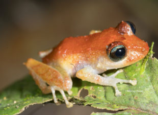 A tiny frog with an orange back, pale orange legs and white belly sitting on a leaf.