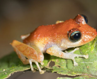 A tiny frog with an orange back, pale orange legs and white belly sitting on a leaf.