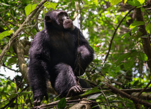 A Western Chimpanzee sitting in the branches of a forest.
