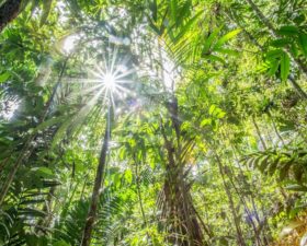 Rainforest of Cocobolo Nature Reserve, Panama (Photo by Robin Moore, Global Wildlife Conservation)