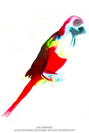 Artistic watercolor painting of a Sinú Parakeet