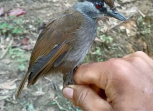 Black-browed babbler