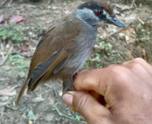 Black-browed babbler