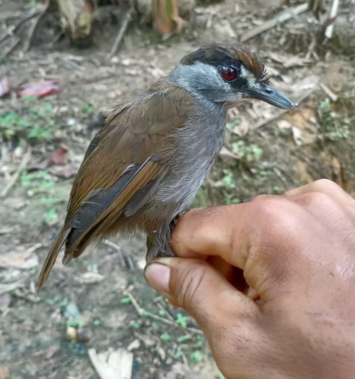 Black-browed babbler 