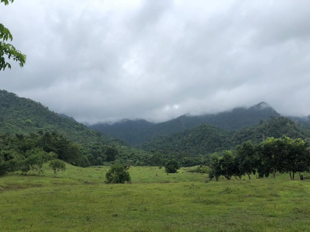 Lowland forest in Colombia