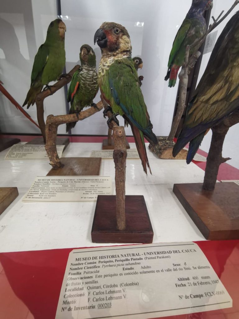 Sinú Parakeet specimens in a museum.