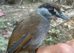 Black-browed babbler being held