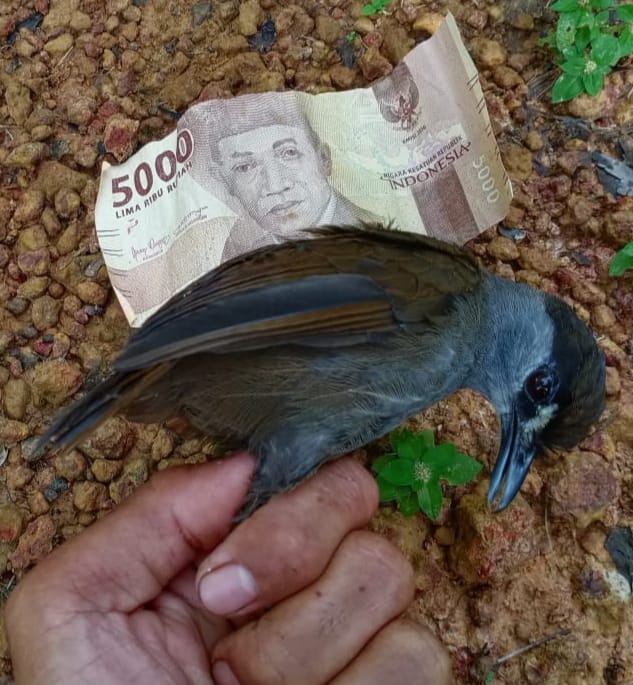 A Black-browed Babbler held up to an Indonesian bill to give a sense of the size of the bird.