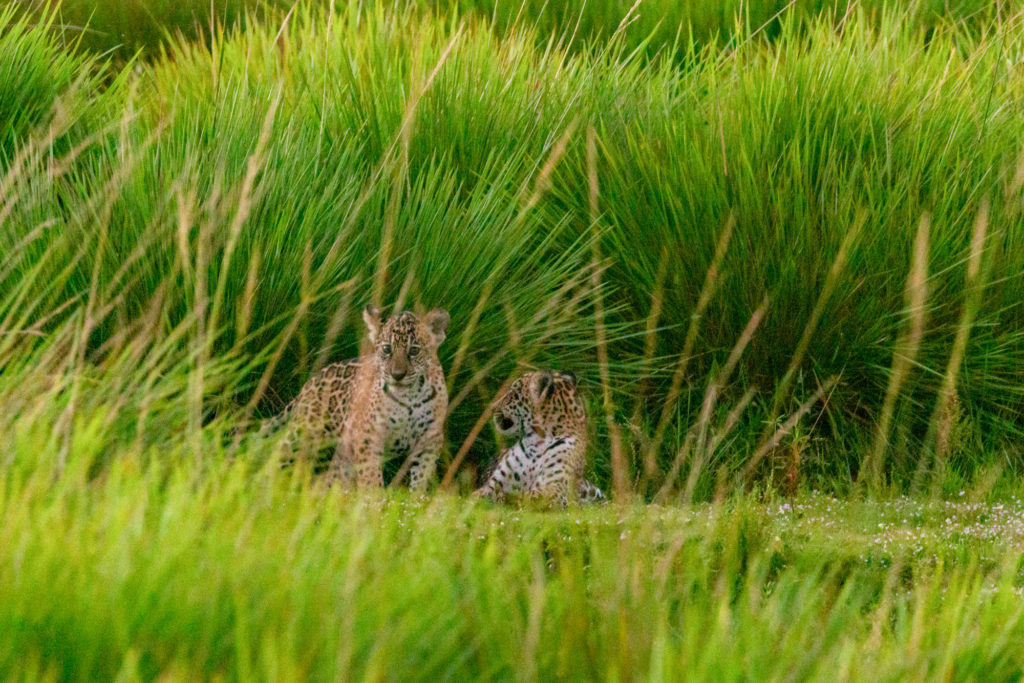 Two Jaguar cubs play play in the tall grass of the Iberà wetlands. 