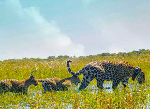 A female Jaguar wearing a GPS collar walking through wetlands with her two cubs behind her