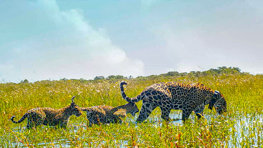 A female Jaguar wearing a GPS collar walking through wetlands with her two cubs behind her