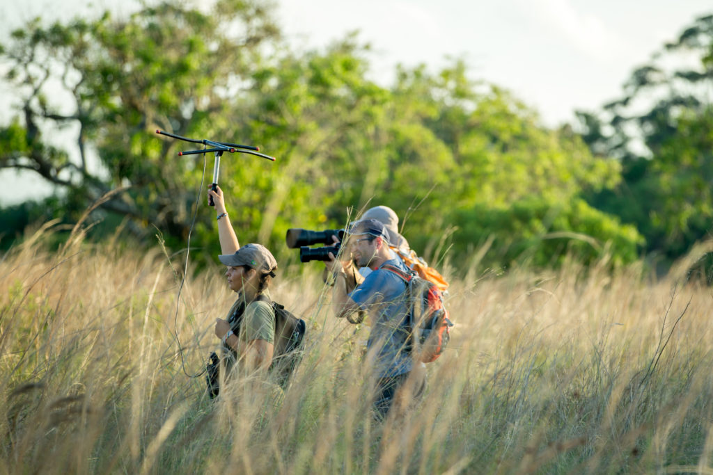 Standing in tall grass, a woman holds up an antena to track the GPS signal from a female Jaguar's collar. Standing next to her is a photographer, capturing photos of the cats from a distance.