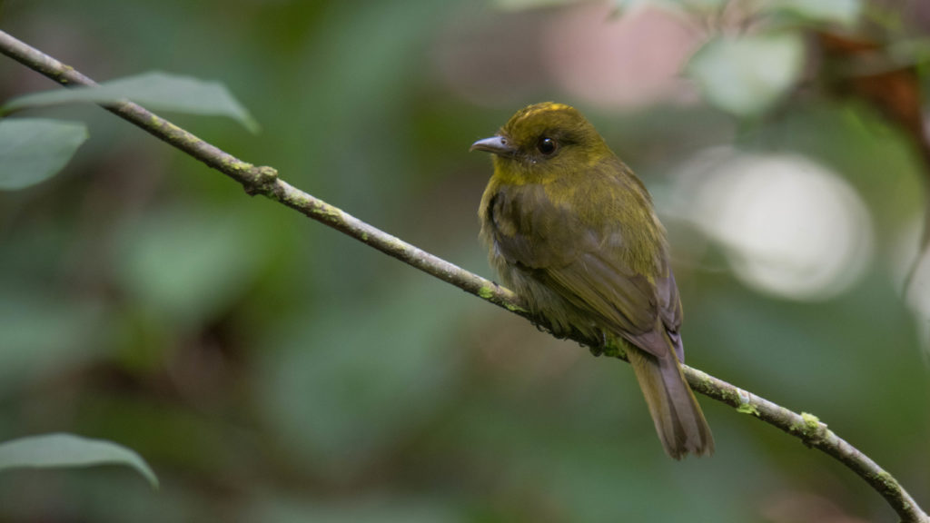 An olive and yellowish bird sitting on a branch.