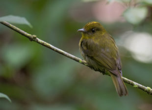 An olive and yellowish bird sitting on a branch.