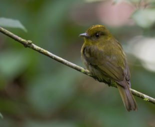 An olive and yellowish bird sitting on a branch.