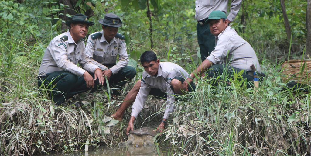 Rangers releasing a soft-shell turtle