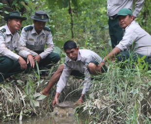 Rangers releasing a soft-shell turtle