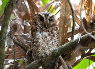 Rajah Scops Owl sitting on a branch.