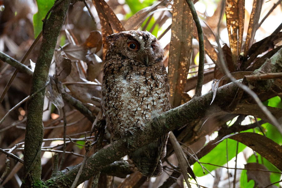 A Rajah Scops Owl, a brown and white bird, sitting on a tree branch.