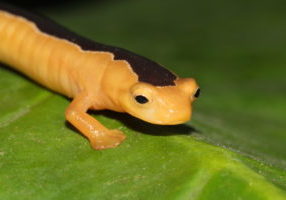 Jackson's Climbing Salamander