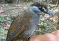 Black-browed babbler being held