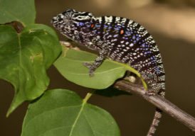 Furcifer_voeltzkowi_female_photo_Kathrin_Glaw2c_cropped